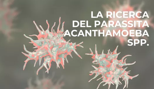 Acanthamoeba