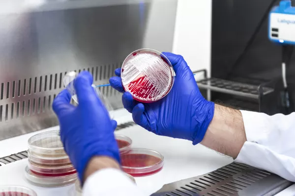 laboratorio lamm